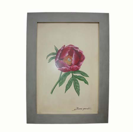 Paeonia Officinalis L.